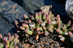 Argyroderma fissum