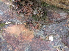 Anacampseros retusa