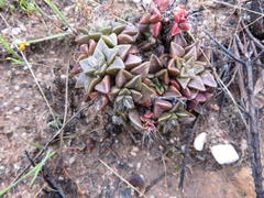 Anacampseros retusa