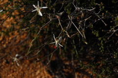 Pelargonium dasyphyllum