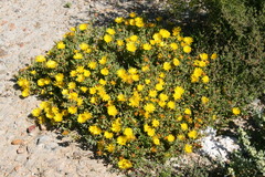 Malephora latipetala