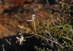 Pelargonium dasyphyllum