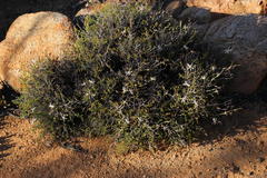 Pelargonium dasyphyllum