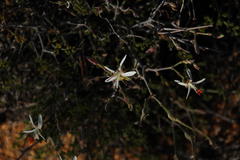 Pelargonium dasyphyllum