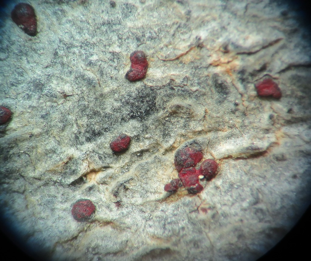 Arthonia sanguinea