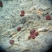 Arthonia sanguinea - Photo (c) Chris Wagner-Coshland, algunos derechos reservados (CC BY-NC), subido por Chris Wagner-Coshland