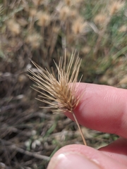 Hordeum geniculatum