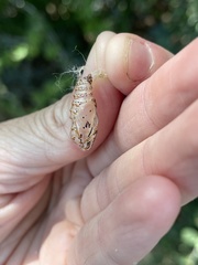 Euptoieta claudia