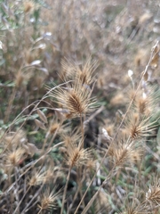 Hordeum geniculatum