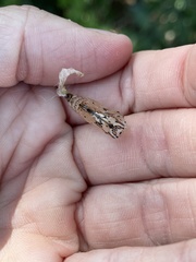 Euptoieta claudia