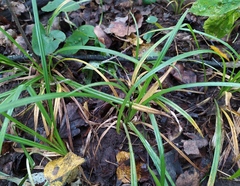 Carex