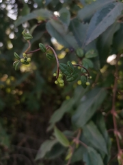 Boquila trifoliolata