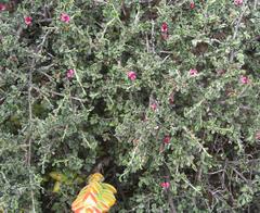 Indigofera obcordata