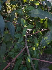 Boquila trifoliolata