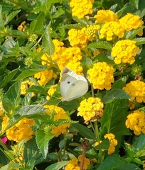 Pieris rapae