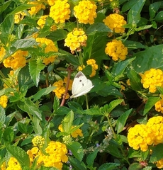 Pieris rapae