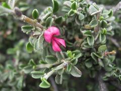 Indigofera obcordata