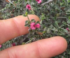 Indigofera obcordata