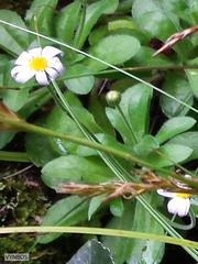 Felicia cymbalarioides
