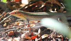 Gerrhosaurus flavigularis