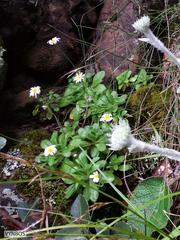 Felicia cymbalarioides