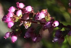 Erica bergiana bergiana