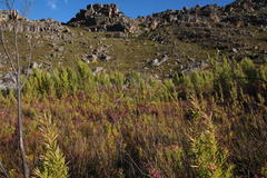 Erica bergiana bergiana