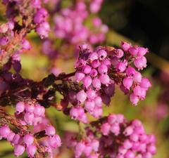 Erica bergiana bergiana