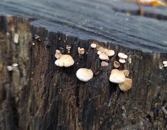 Panellus stipticus