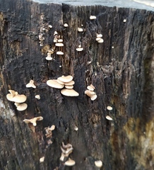 Panellus stipticus