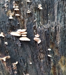 Panellus stipticus