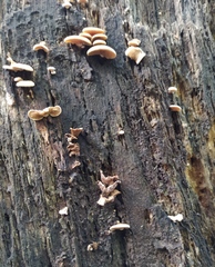 Panellus stipticus