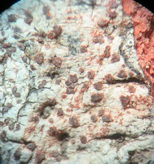 Arthonia cinnabarina