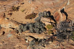 Othonna euphorbioides