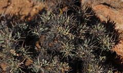 Othonna euphorbioides