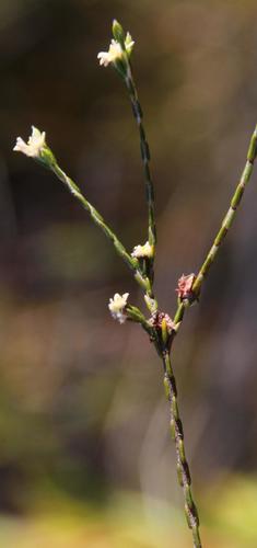 Hairy Stripper (Lachnaea villosa)