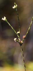 Lachnaea villosa