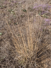 Melica transsilvanica