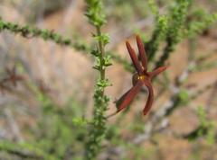 Jamesbrittenia atropurpurea