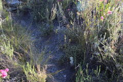 Lachnaea villosa