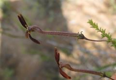 Jamesbrittenia atropurpurea