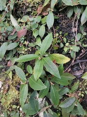 Hydrangea serratifolia