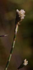 Lachnaea villosa