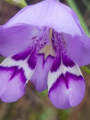 Gladiolus rogersii