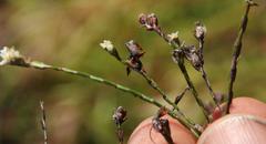 Lachnaea villosa