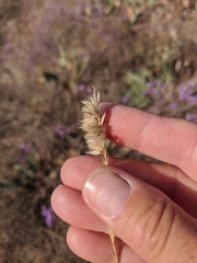 Melica transsilvanica