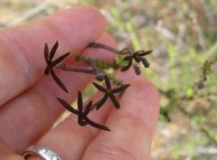 Jamesbrittenia atropurpurea