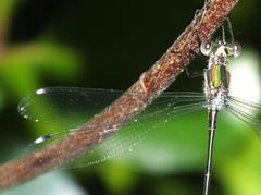 Chlorolestes tessellatus