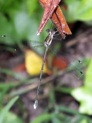 Chlorolestes tessellatus