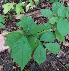 Ulmus glabra